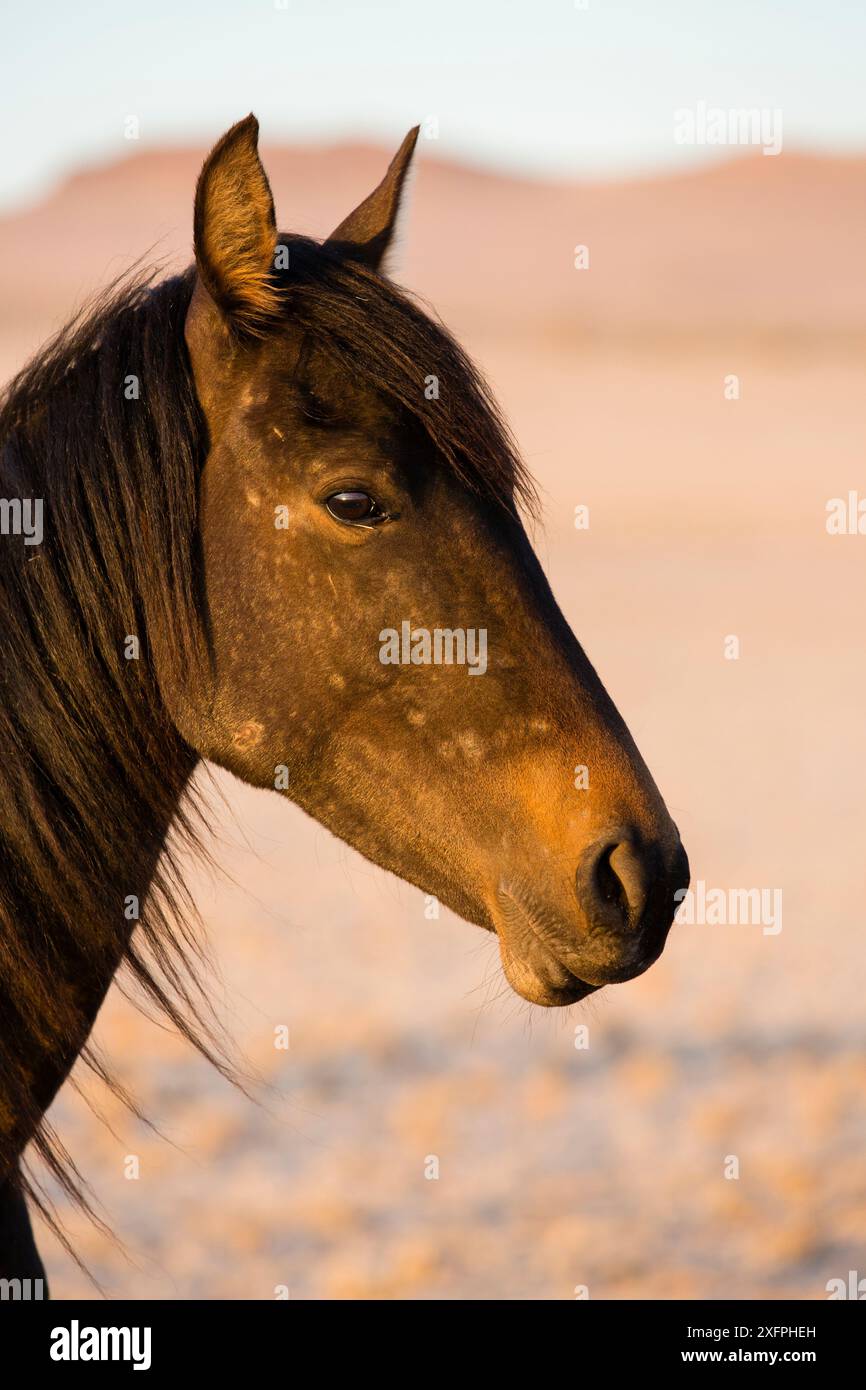 Portrait de cheval sauvage (Equus caballus), parc national Namib-Naukluft, Namibie Banque D'Images