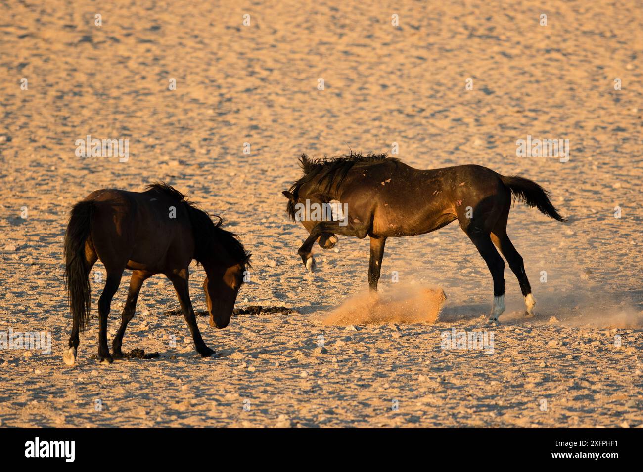 Chevaux sauvages (Equus caballus) mâles combattant parc national de Namib-Naukluft, Namibie. Banque D'Images