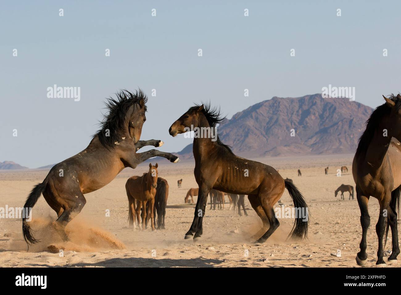 Mâles sauvages (Equus caballus) combattant, parc national Namib-Naukluft, Namibie. Banque D'Images