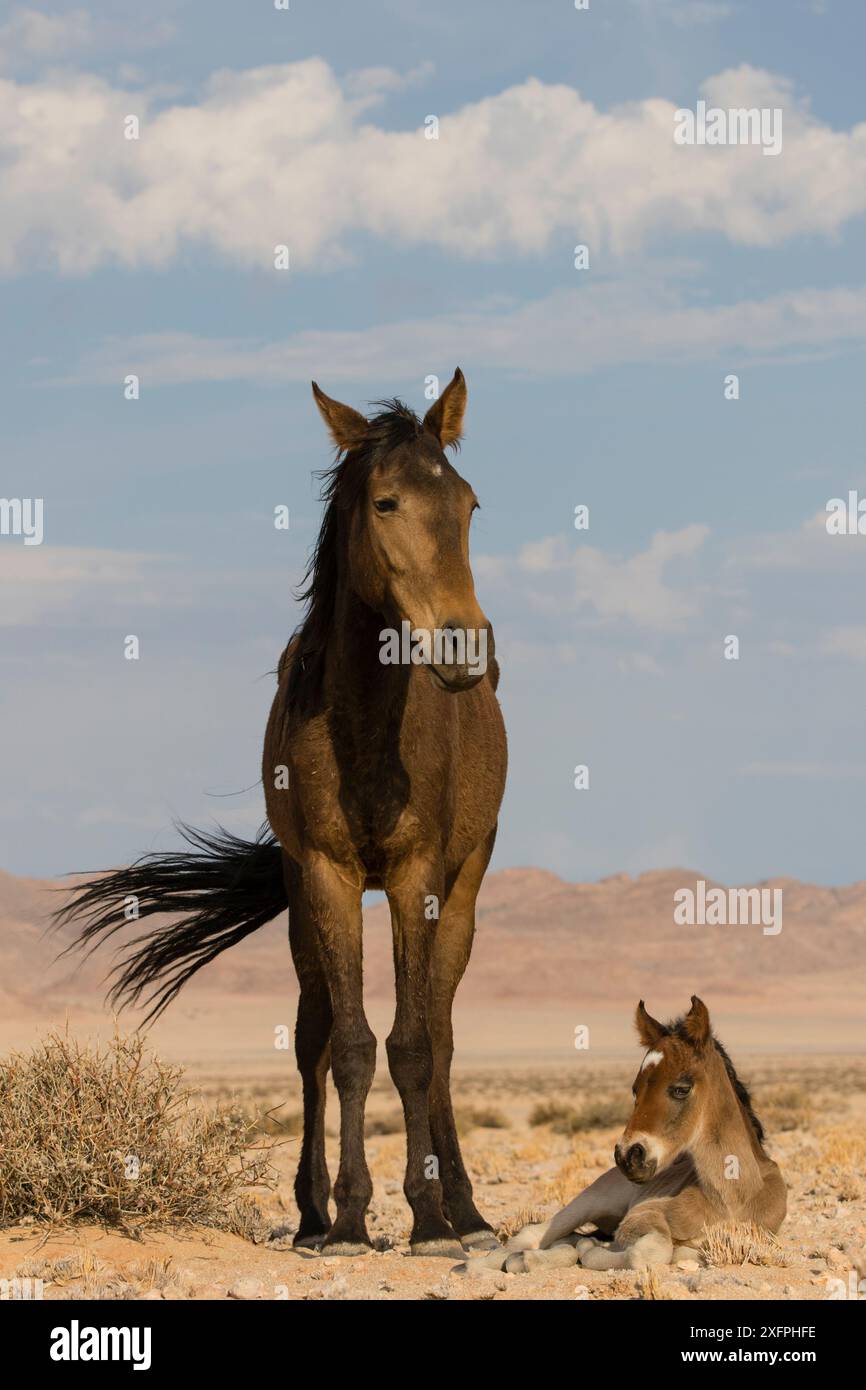 Jument et poulain sauvages (Equus caballus) de quelques jours, parc national Namib-Naukluft, Namibie. Banque D'Images