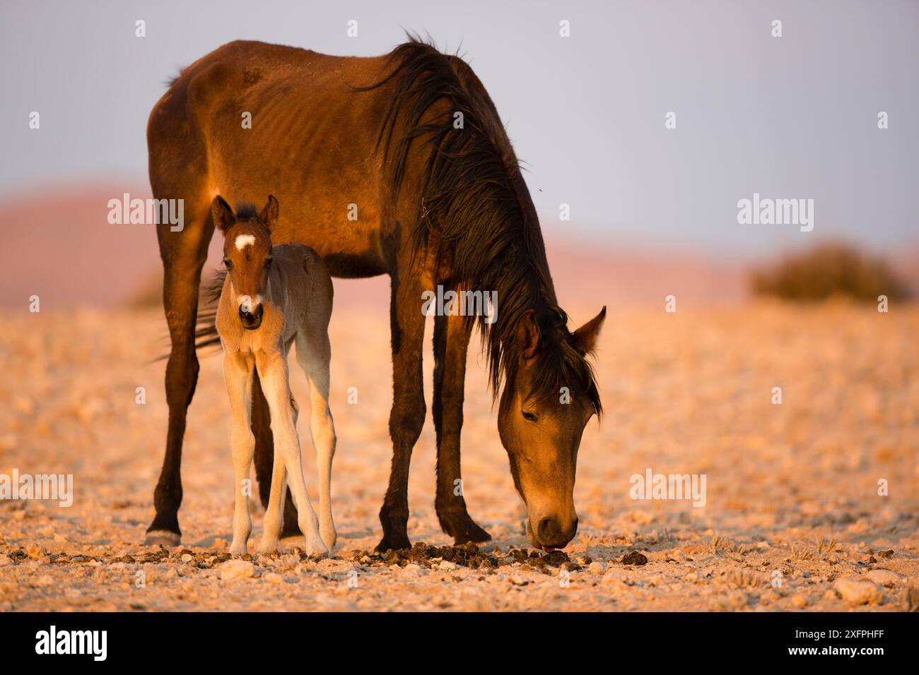 Jument et poulain sauvages (Equus caballus) de quelques jours, parc national Namib-Naukluft, Namibie. Banque D'Images