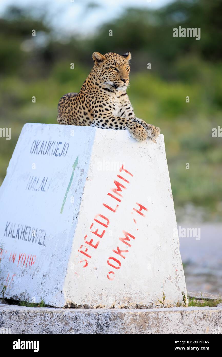 Léopard sur un panneau dans le parc national d'Etosha en Namibie Banque D'Images