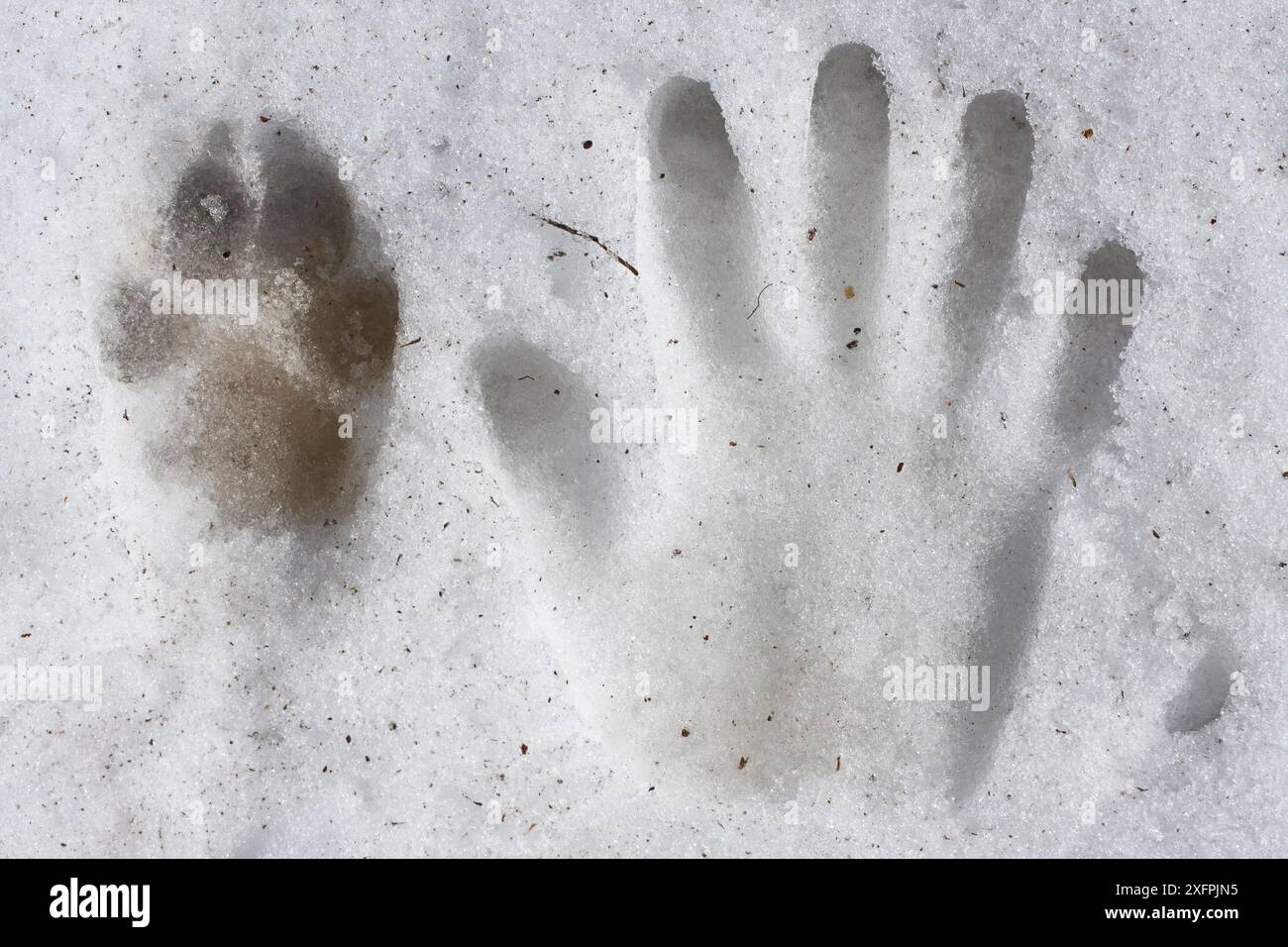 Piste de patte arrière du loup sauvage apennin (Canis lupus italicus) à côté de l'empreinte de la main humaine dans la neige. Apennins centraux, Abruzzes, Italie. Mars. Banque D'Images