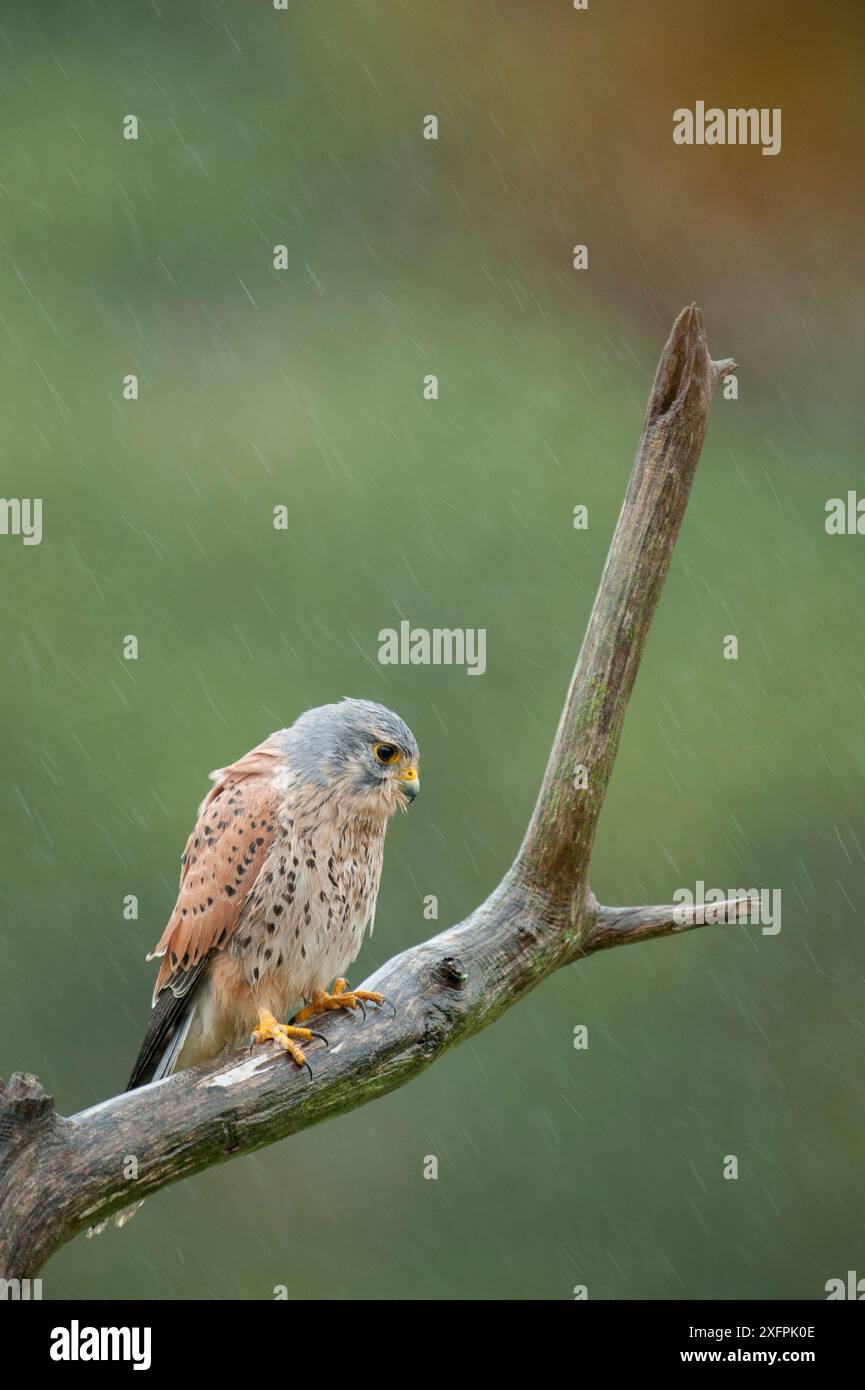 Cestrel mâle (Falco tunninculus) perché sur une branche sous la pluie, France, mai. Banque D'Images