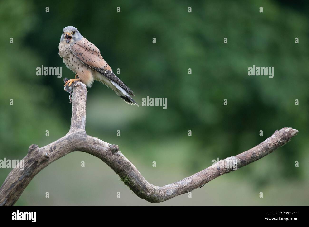 Mâle Cestrel (Falco tunninculus) perché sur une branche vocalisant, tenant proie, France, mai. Banque D'Images