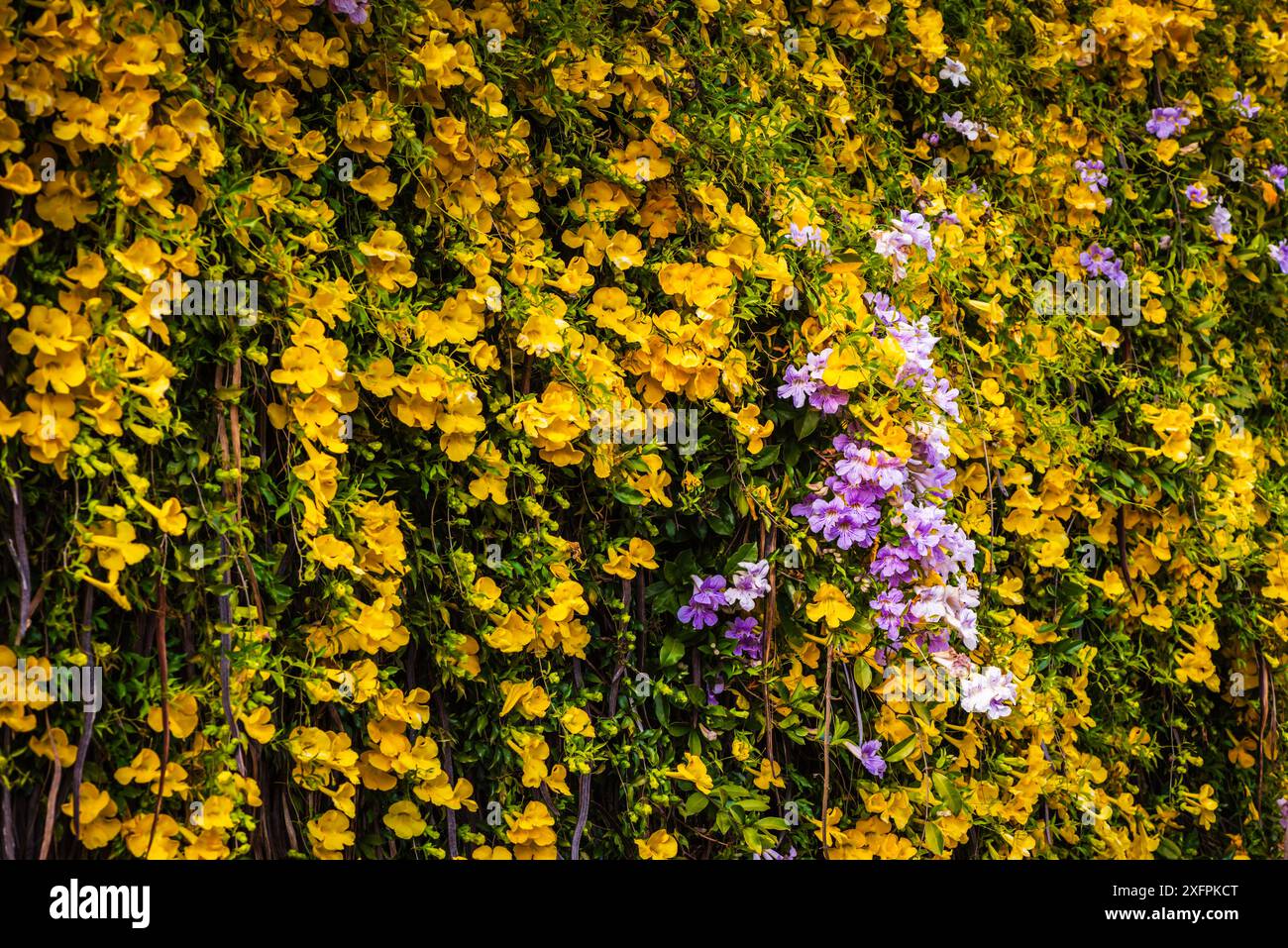 Un mur de Dolichandra unguis-cati jaune, connu sous le nom de Golden Shower, Cats griffe Creeper, entonnoir Creeper, ou trompette griffe de chat, est une montée en croissance rapide Banque D'Images