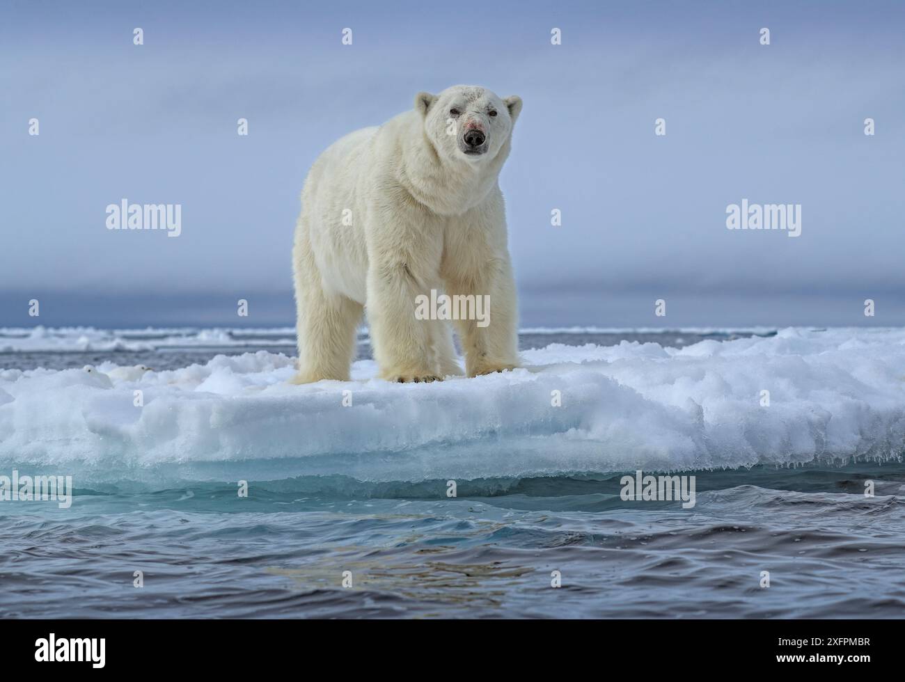 Ours polaire (Ursus maritimus) debout sur le bord de la banquise, Svalbard, Norvège. Juin. Banque D'Images