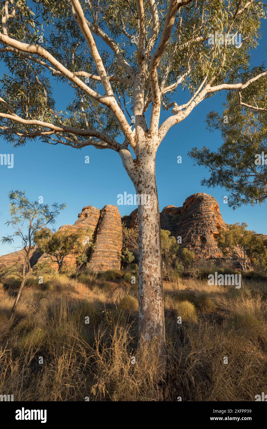 Chaîne des Bungle Bungle, formation de grès karstique en forme de ruche formée par érosion, avec des lignes sombres formées par des cyanobactéries. Parc national de Purnululu, site du patrimoine mondial de l'UNESCO, Kimberley, Australie occidentale. Juin 2016. Banque D'Images