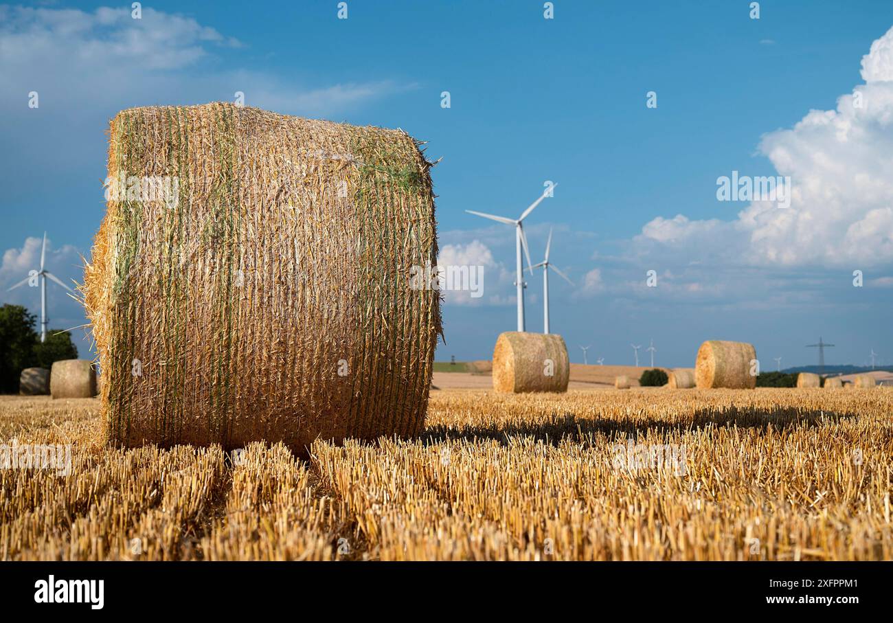 Balle de paille sur le terrain, orge cultivée, récolte en été, agriculture pour la nourriture, terres agricoles à la campagne Banque D'Images