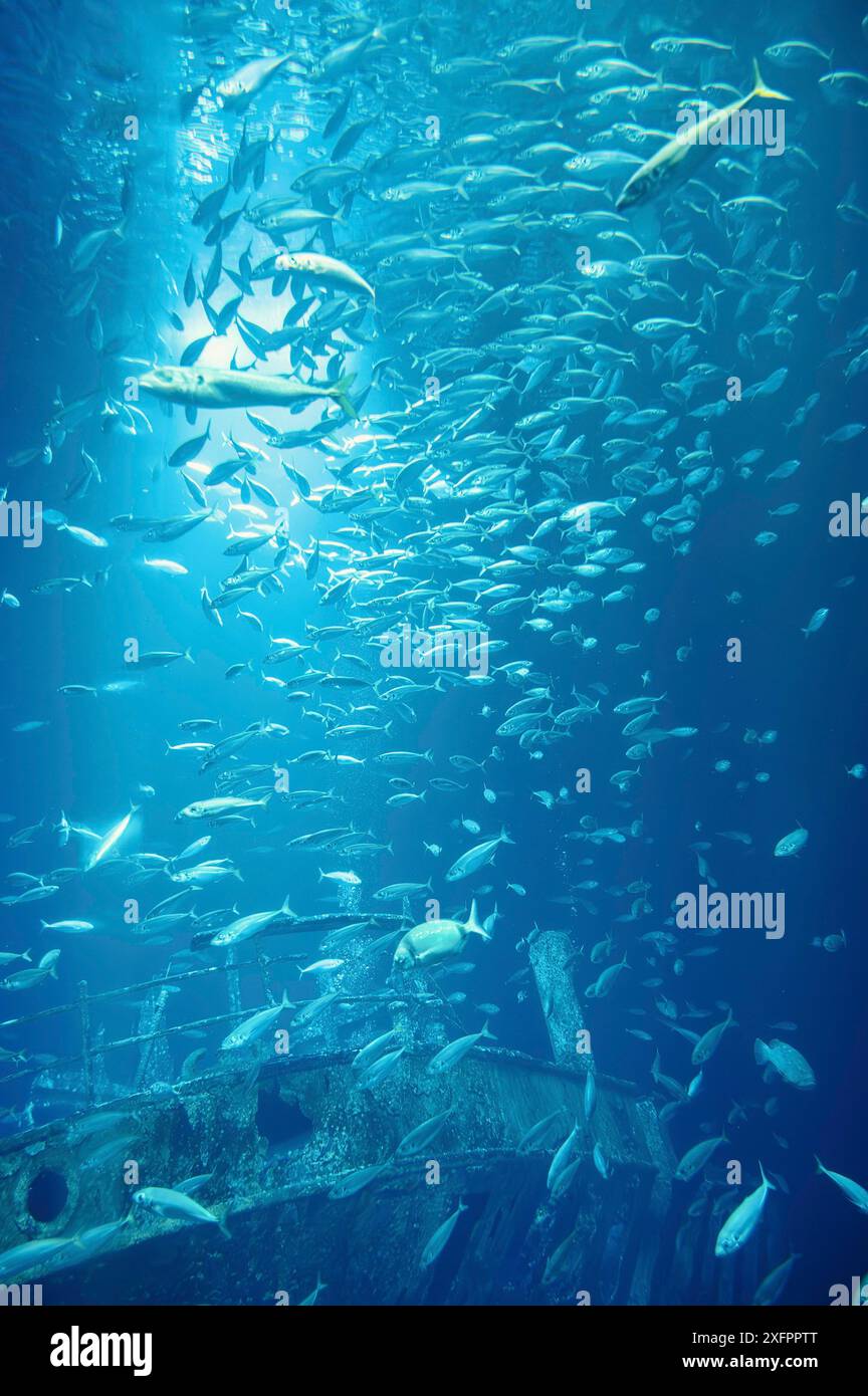 École de poissons nageant dans l'eau, animaux de l'océan, poissons sardinelles, écosystème et environnement Banque D'Images