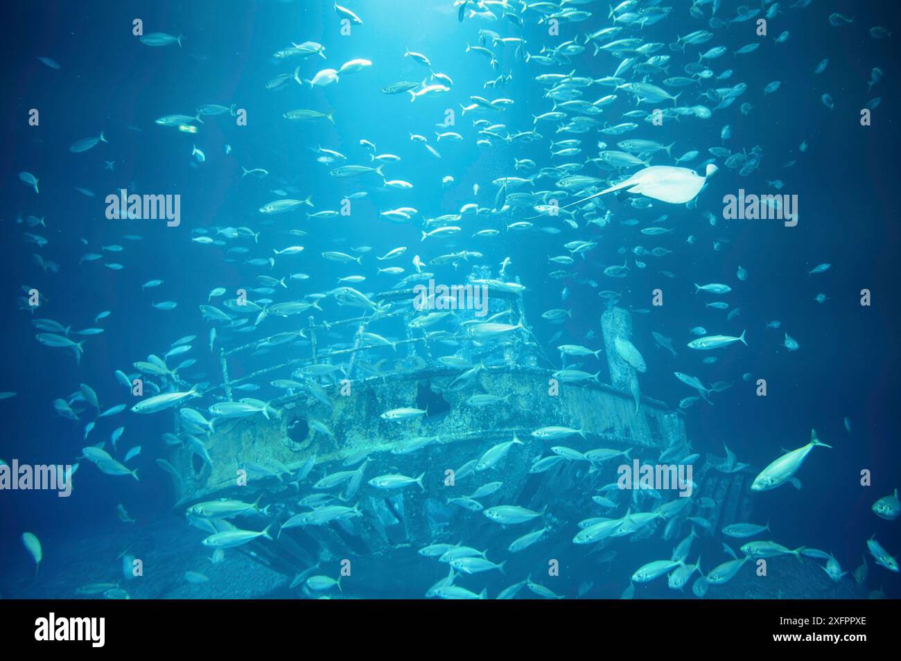 École de poissons nageant dans l'eau, animaux de l'océan, poissons sardinelles, écosystème et environnement Banque D'Images