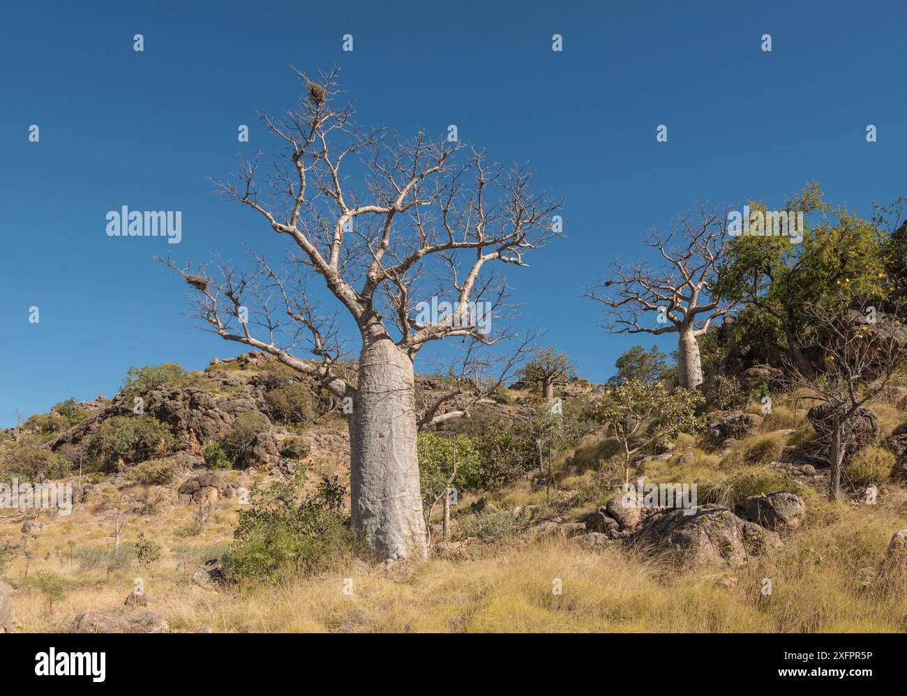 Boab / baobab australien (Adansonia gregorii) endémique d'Australie, Kimberley, Australie occidentale, Australie Banque D'Images