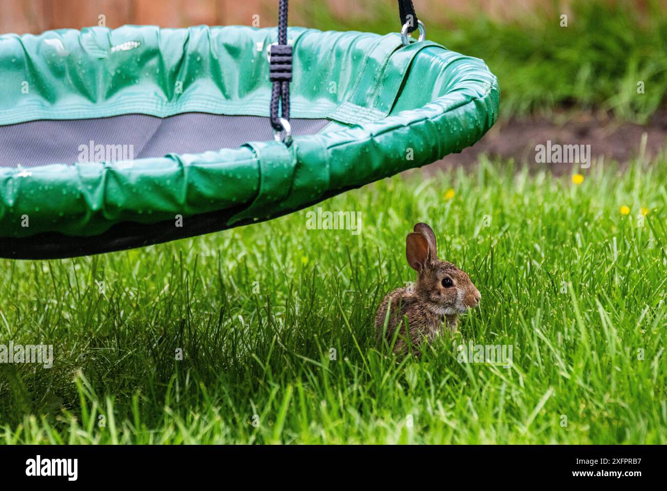 Un bébé lapin prenant refuge de la pluie battante dans un orage sous une balançoire pour enfants dans une arrière-cour de banlieue. Banque D'Images