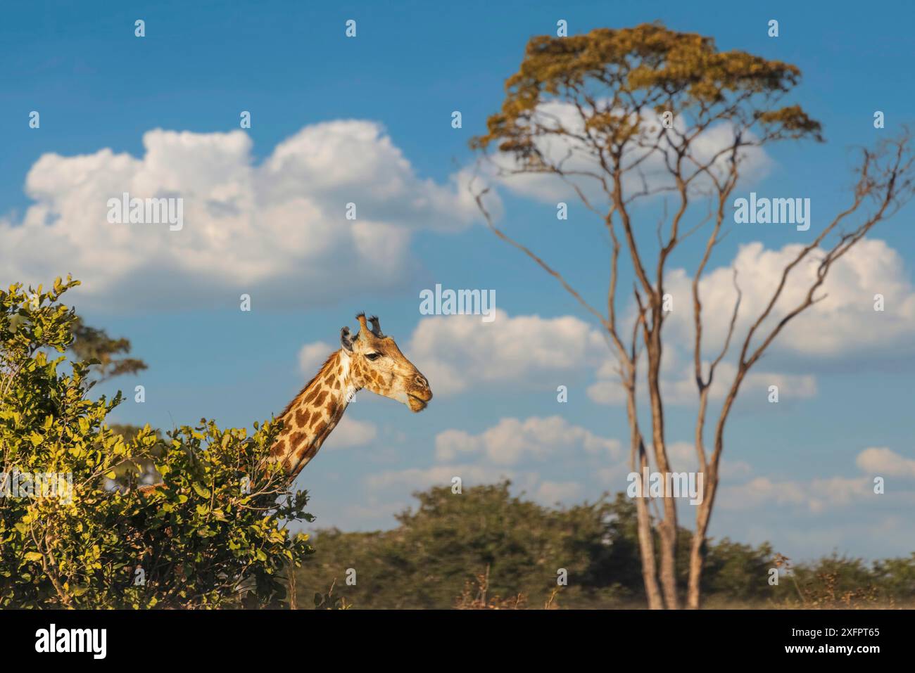 Girafe dans la nature au parc national de Hwange Banque D'Images