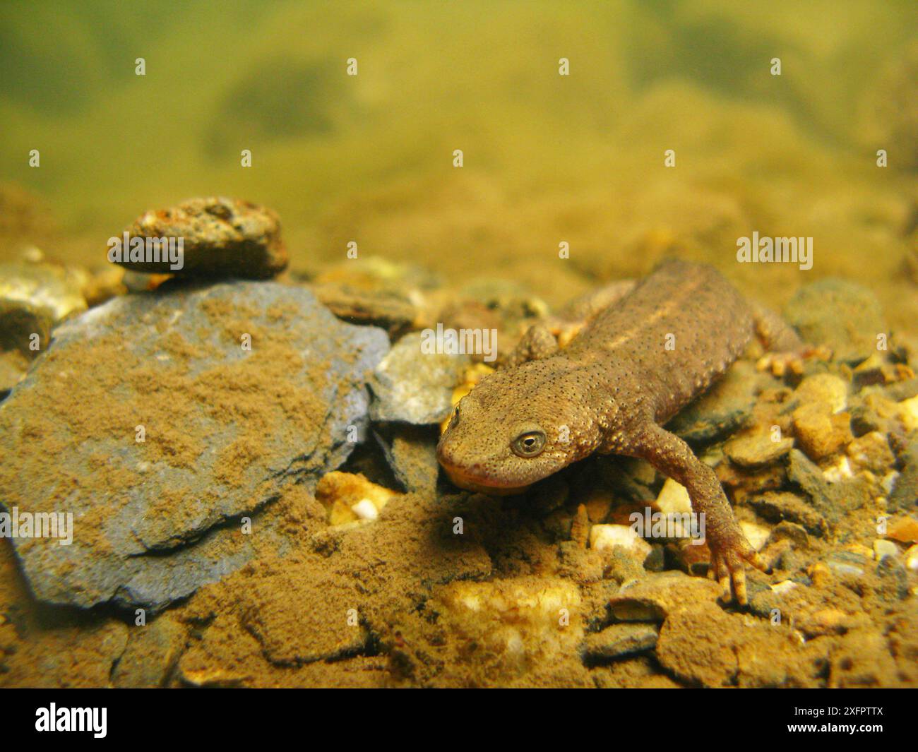 Salamandre de ruisseau pyrénéen (Calotriton Asper) sous une petite rivière. Pyrénées, Ariège, France, août. Banque D'Images