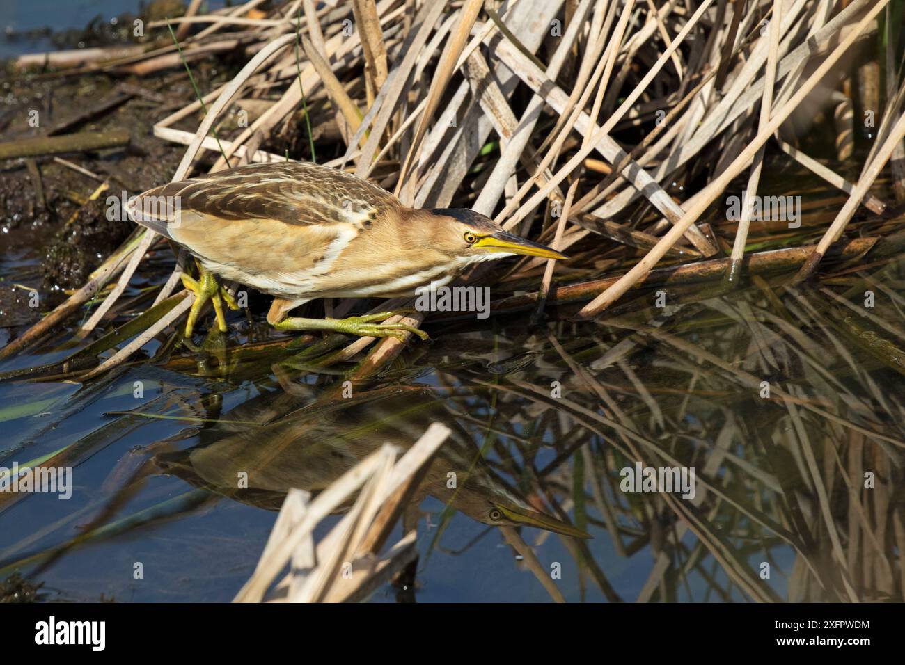 Petite femelle amère (Ixobrychus minutus) debout sur la tige de Bulrush (Typha latifoli) Quinta do Lago, réserve naturelle de Ria Formosa, Algarve, Portugal, février. Banque D'Images Petite femelle amère (Ixobrychus minutus) debout sur la tige de Bulrush (Typha latifoli) Quinta do Lago, réserve naturelle de Ria Formosa, Algarve, Portugal, février. Banque D'Images
