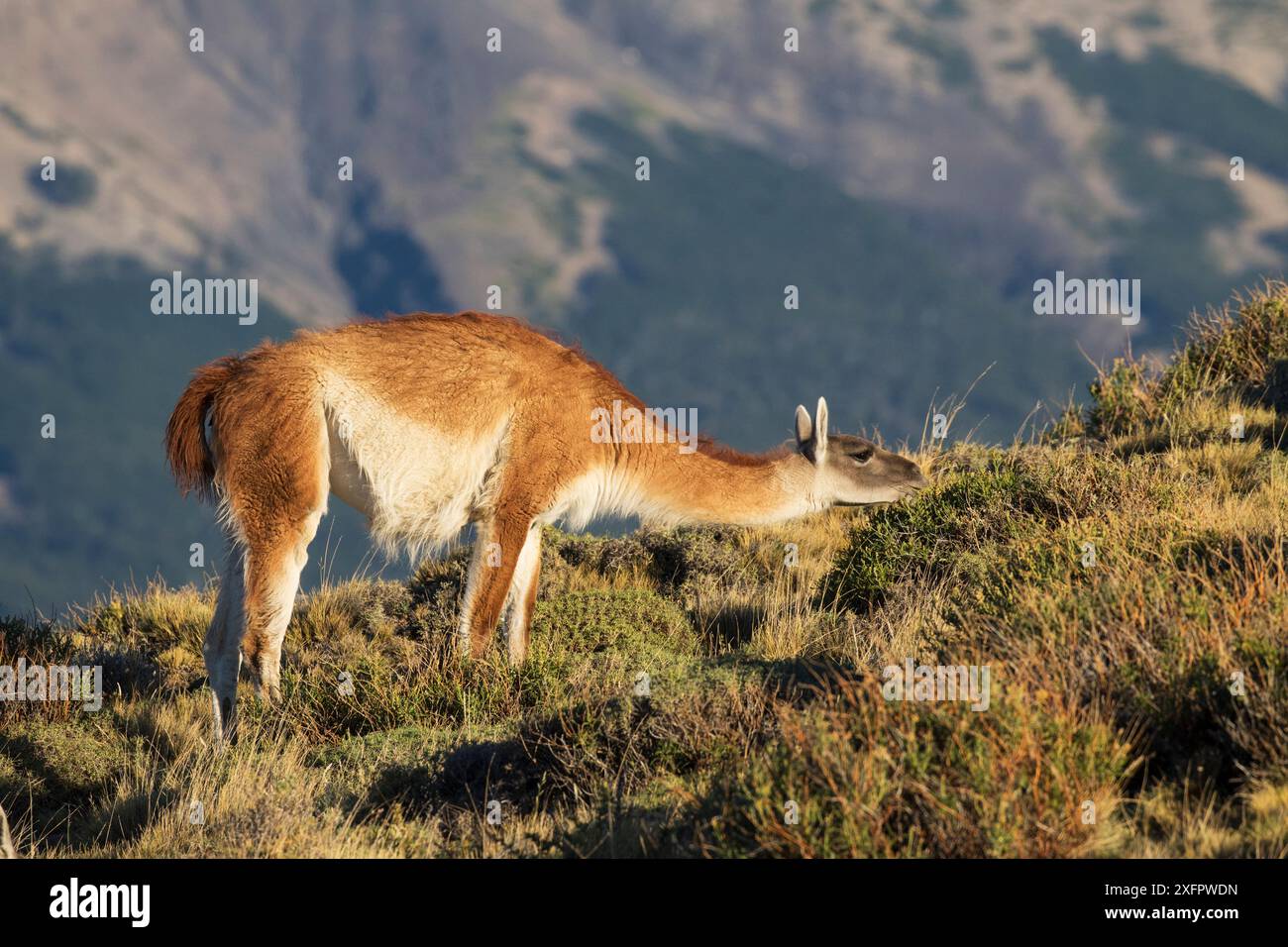 Guanaco (Lama guanicoe) femelle se nourrissant de broussailles, Parc National Torres del Paine, Patagonie, Chili, Amérique du Sud. Banque D'Images Guanaco (Lama guanicoe) femelle se nourrissant de broussailles, Parc National Torres del Paine, Patagonie, Chili, Amérique du Sud. Banque D'Images