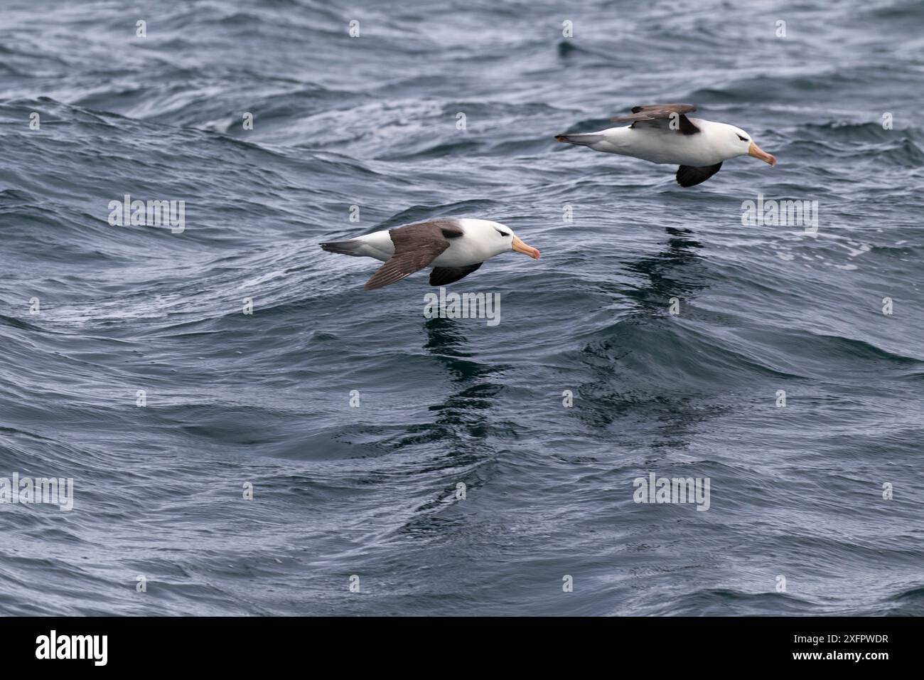 Albatros à sourcils noirs (Thalassarche melanophrys) en vol au-dessus de la mer, près de l'île Kidney, îles Falkland, décembre. Banque D'Images Albatros à sourcils noirs (Thalassarche melanophrys) en vol au-dessus de la mer, près de l'île Kidney, îles Falkland, décembre. Banque D'Images