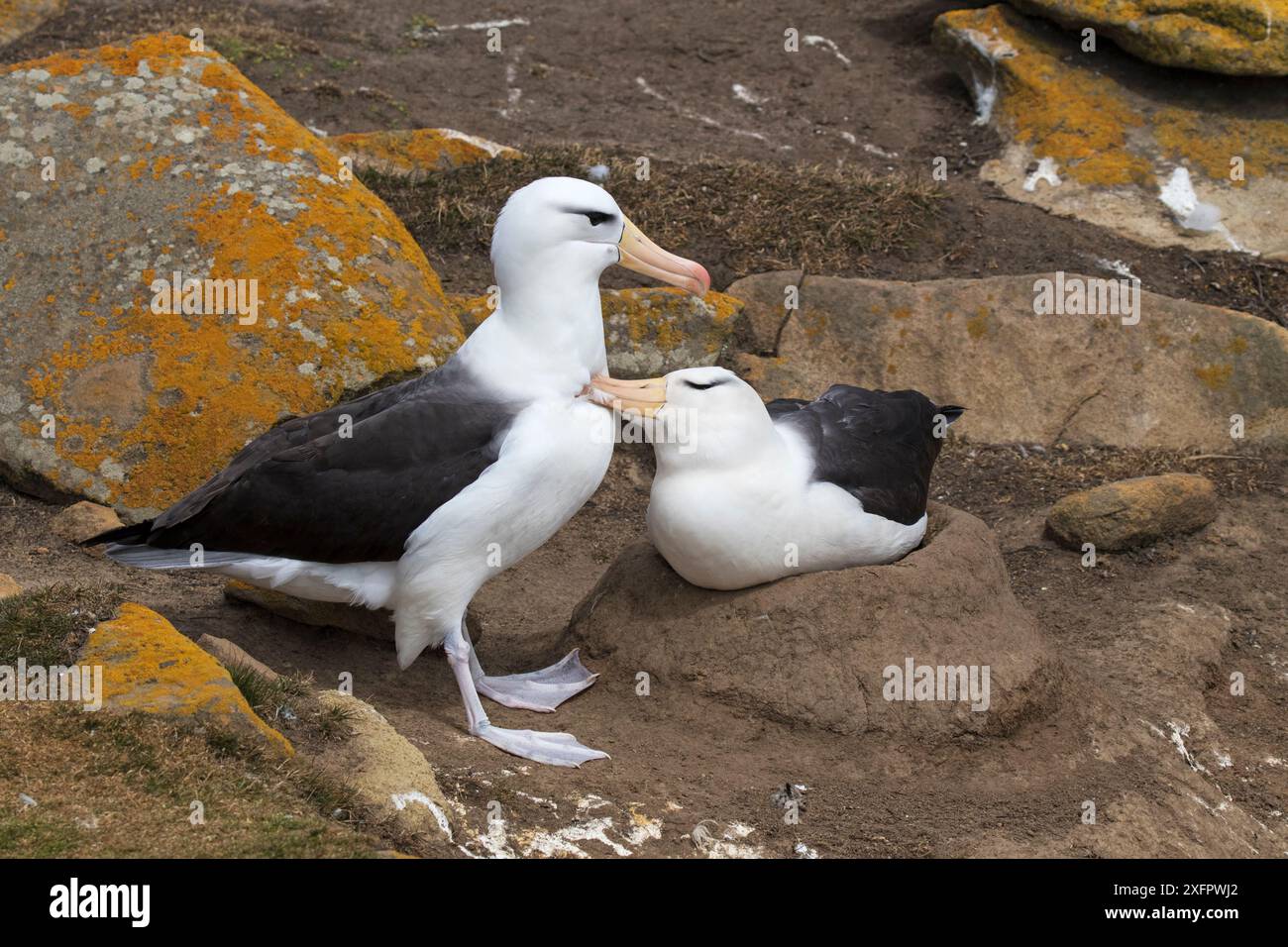 Paire d'albatros à sourcils noirs (Thalassarche melanophrys) au nid Mutual Preening, île Saunders, îles Falkland, novembre. Banque D'Images Paire d'albatros à sourcils noirs (Thalassarche melanophrys) au nid Mutual Preening, île Saunders, îles Falkland, novembre. Banque D'Images