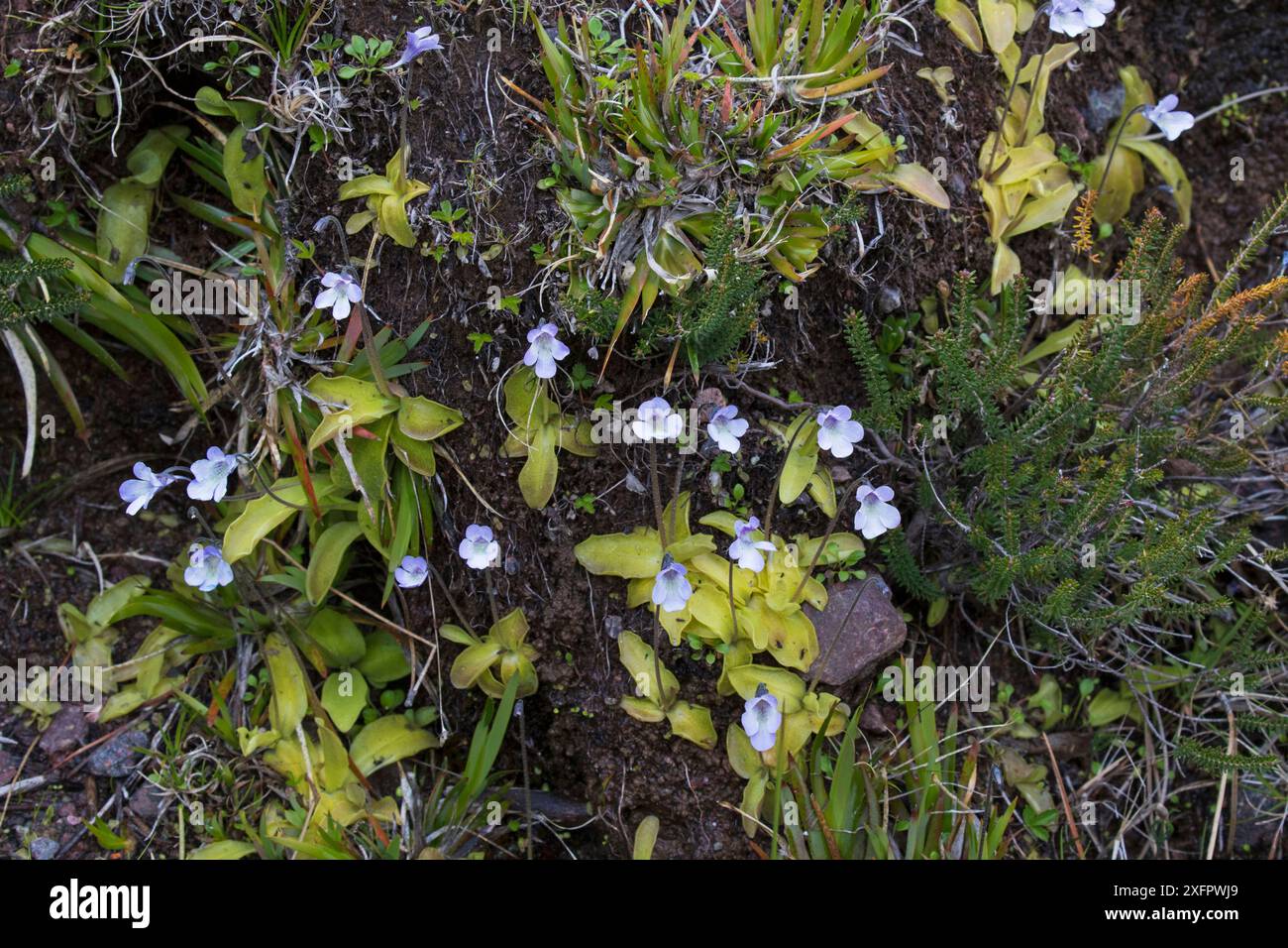 Butterwort (Pinguicula corse) sur la rive, Vallée de l'Asco, Corse, France. Banque D'Images Butterwort (Pinguicula corse) sur la rive, Vallée de l'Asco, Corse, France. Banque D'Images
