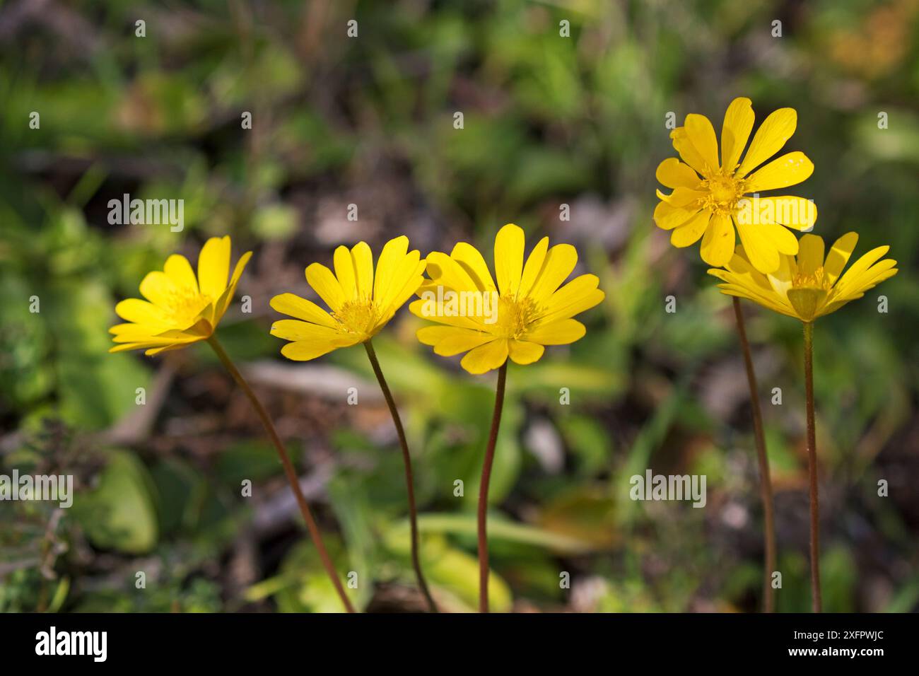 Fleurs d'anémone jaune (Anemone palmata), région de l'Alentejo, Portugal, février. Banque D'Images Fleurs d'anémone jaune (Anemone palmata), région de l'Alentejo, Portugal, février. Banque D'Images