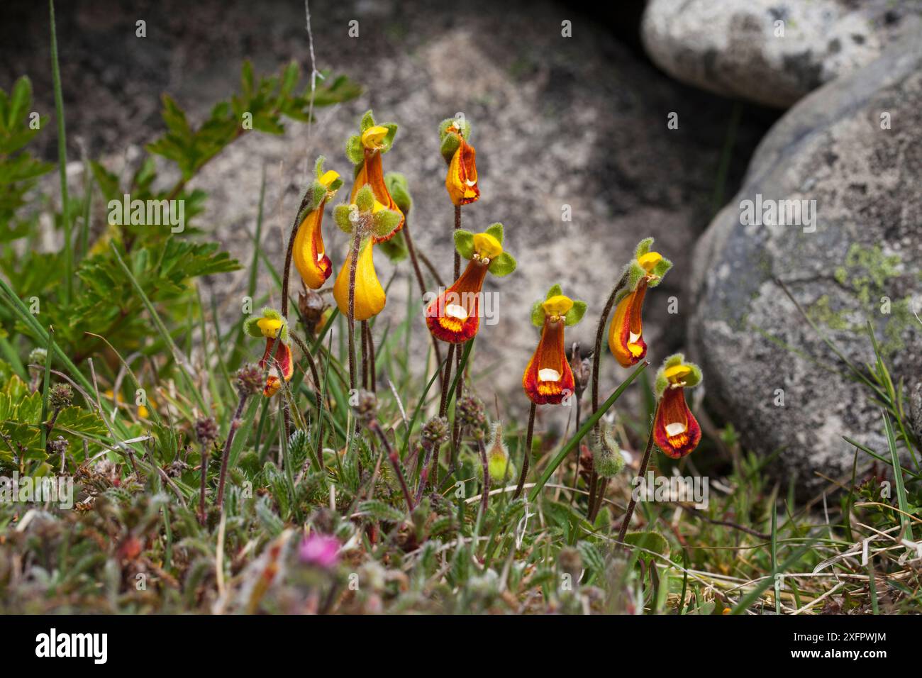 Groupe de fleurs de pantoufles de Lady (Calceolaria fothergillii) poussant à côté des rochers, Bleaker Island, Falkland Island, novembre. Banque D'Images Groupe de fleurs de pantoufles de Lady (Calceolaria fothergillii) poussant à côté des rochers, Bleaker Island, Falkland Island, novembre. Banque D'Images