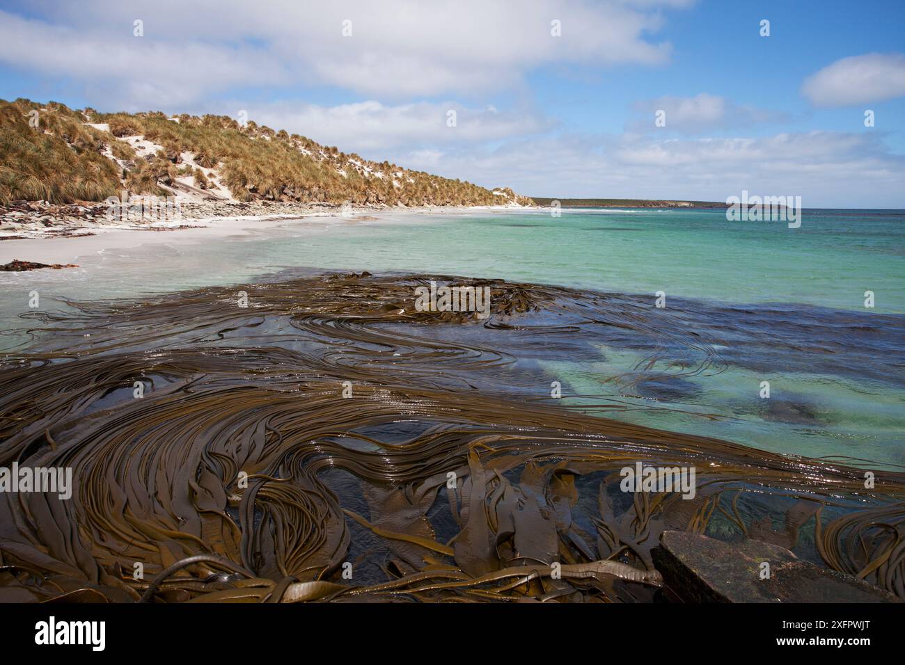 Baie de sable et varech géant (Macrocystis pyrifera) Sealion Island, îles Falkland. Décembre 2016 Banque D'Images Baie de sable et varech géant (Macrocystis pyrifera) Sealion Island, îles Falkland. Décembre 2016 Banque D'Images
