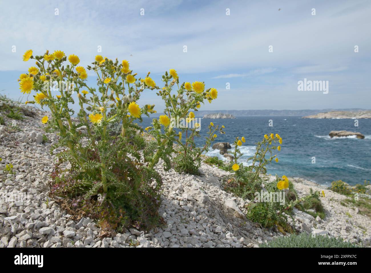 Fleurs de chardon à la truie (Sonchus asper ssp glaucescens) sur la plage, île de Pomegues, archipel du Frioul, Marseille, France, avril. Banque D'Images