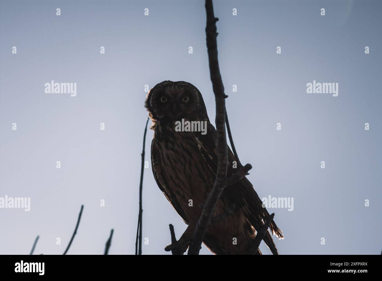 Une silhouette frappante d'un hibou des Galapagos perché contre un ciel clair, capturant l'essence majestueuse et mystérieuse de cette espèce insulaire unique. Banque D'Images