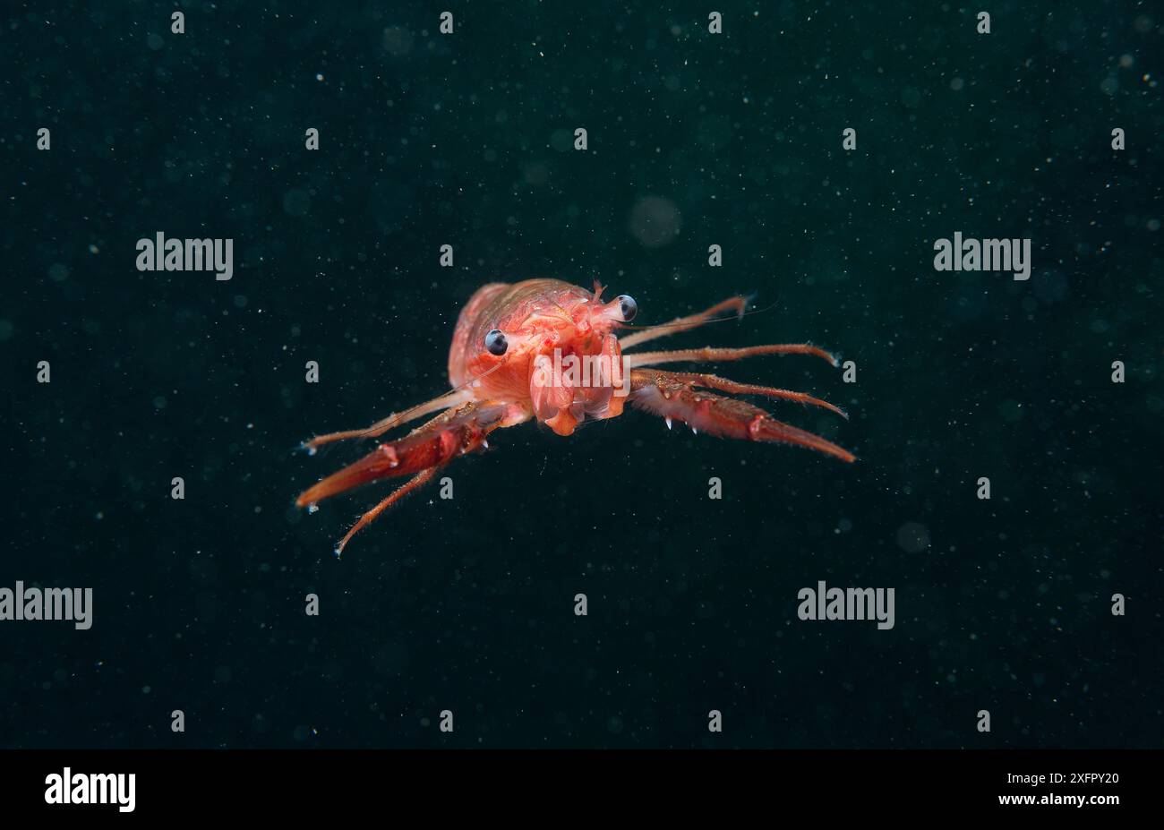 Krill de homard grégaire (Munida gregaria) juvénile. Beagle Channel. Argentine. Banque D'Images