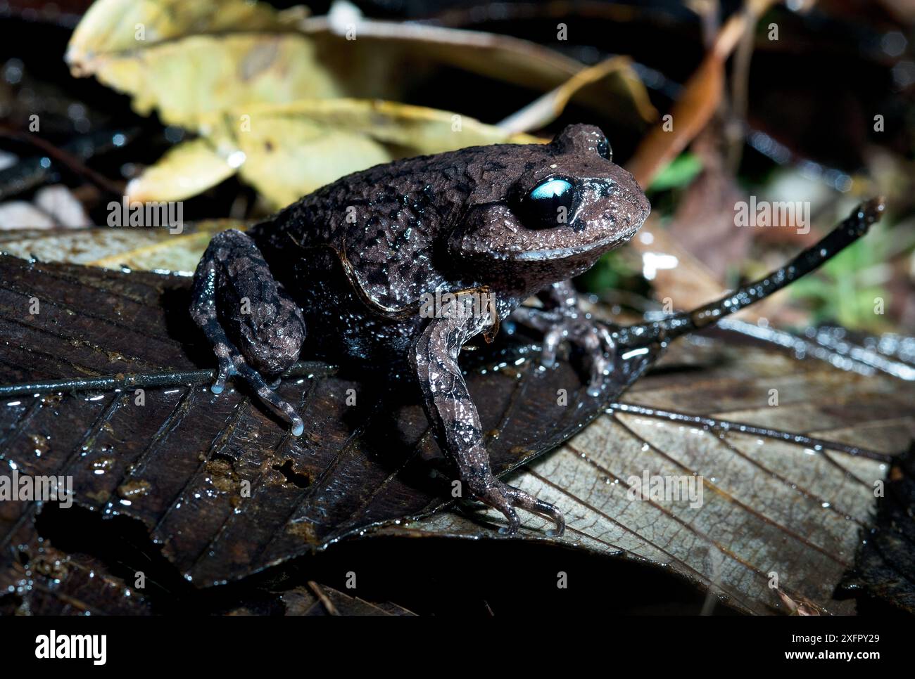 Crapaud Tengchong (Leptobrachium tengchongense) Goaligongshan, Yunan, Sud-Ouest de la Chine. Banque D'Images