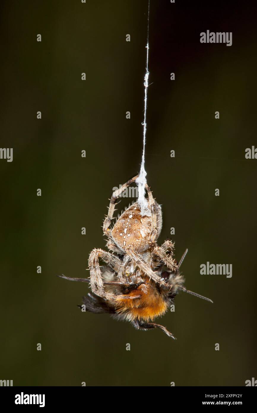 Araignée en croix de jardin (Araneus diadematus) enveloppant sa proie d'abeille cardée commune (Bombus pascuorum) dans la soie, Bristol, Royaume-Uni, septembre. Séquence 1/10. Banque D'Images