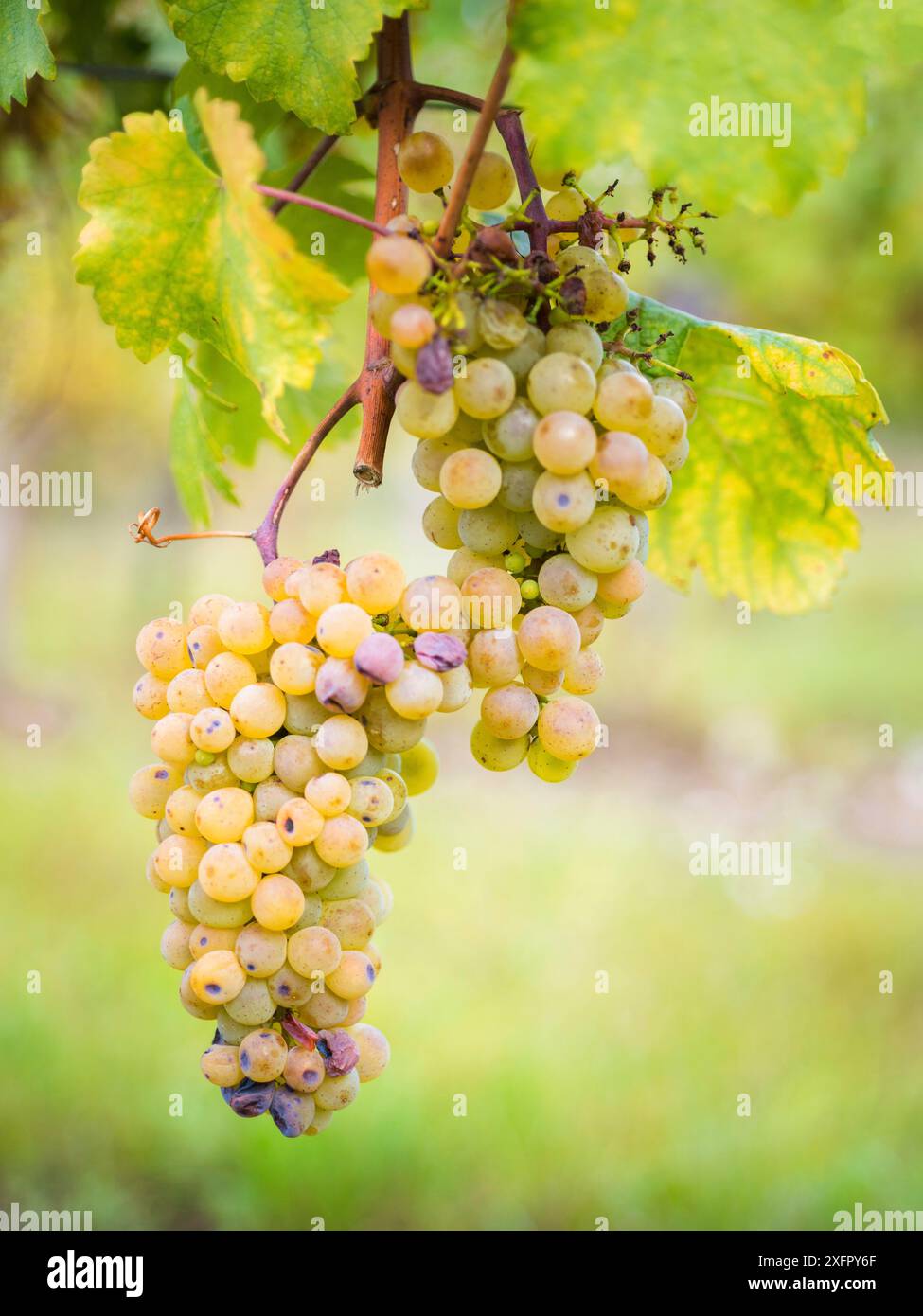 Raisin de vin blanc levé pour la fabrication de vin de glace, Autriche Banque D'Images