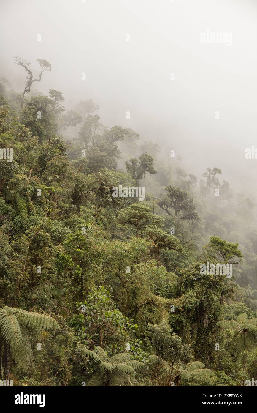 Forêt nuageuse tempérée, Équateur. Banque D'Images