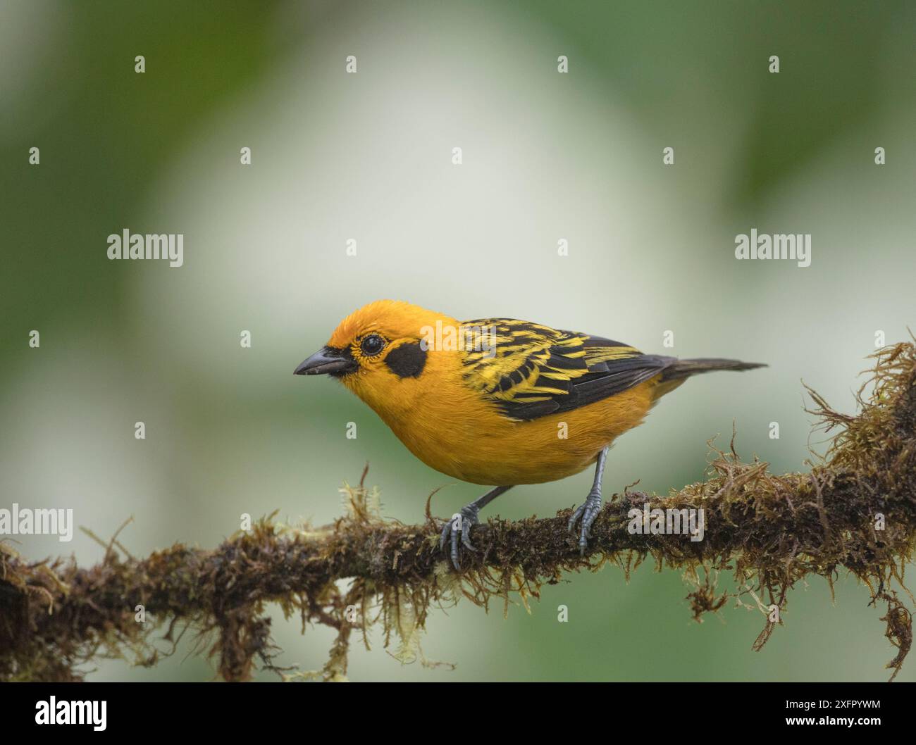 Tanager doré (Tangara arthus) adulte, réserve forestière nuageuse de Mashpi, Équateur. Banque D'Images