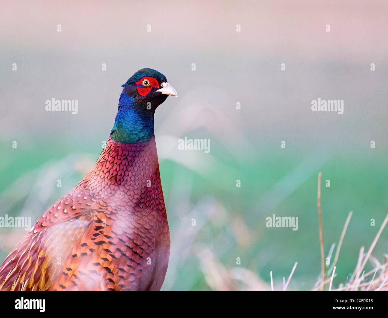 Gros plan du faisan mâle dans une herbe Banque D'Images