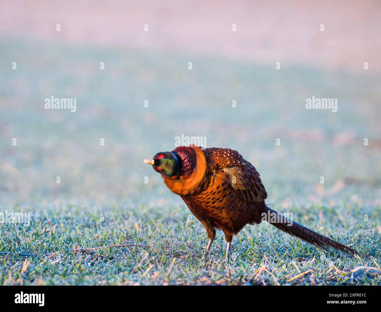 Mâle Pheasant secouant la tête Banque D'Images