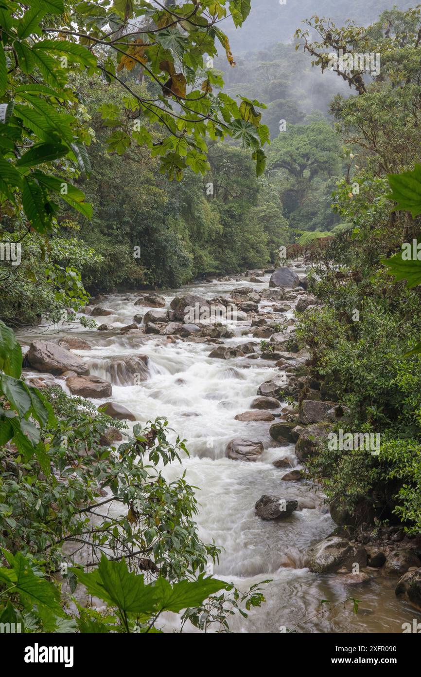 Rio Hollin Chico, réserve de Narupa, Équateur. Février. Banque D'Images