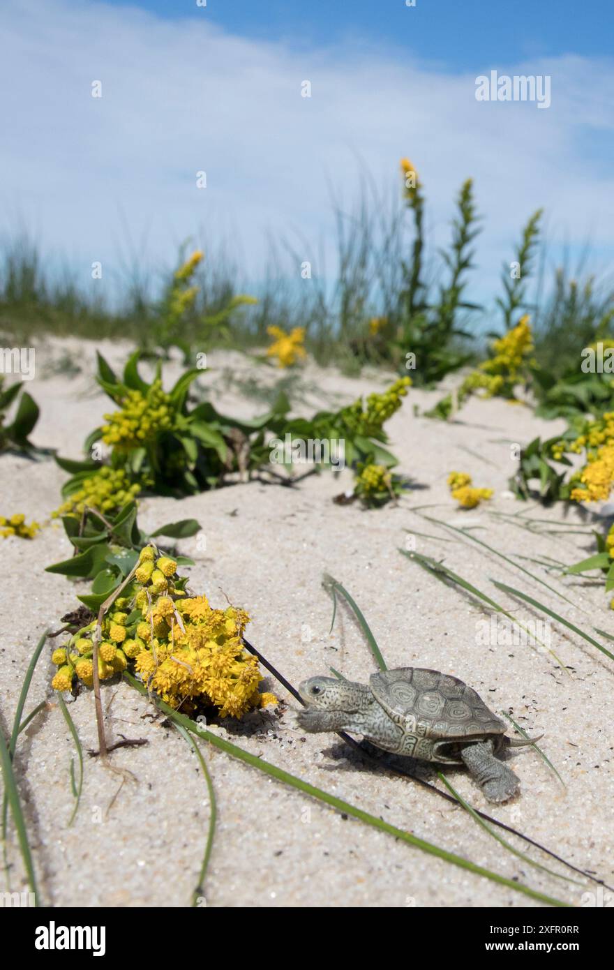 Diamondback Terrapin (Malaclemys terrapin) éclosant, sur une dune de sable, Cape May, New Jersey, États-Unis. Banque D'Images