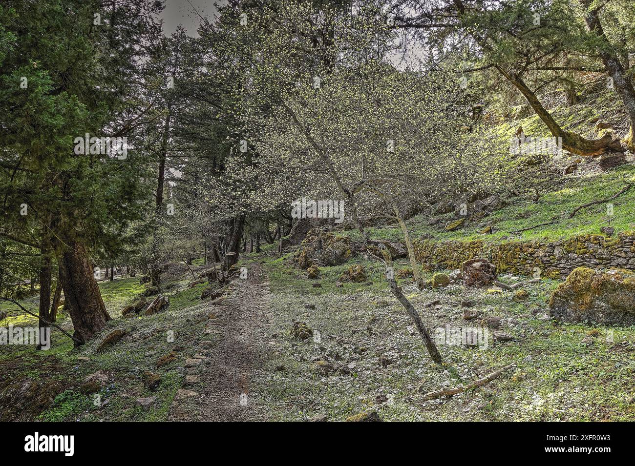 Un chemin forestier tranquille entouré d'arbres verts et de pierres couvertes de mousse, de grands arbres anciens, nature sauvage, Profitis Ilias, Rhodes, Dodécanèse, grec Banque D'Images