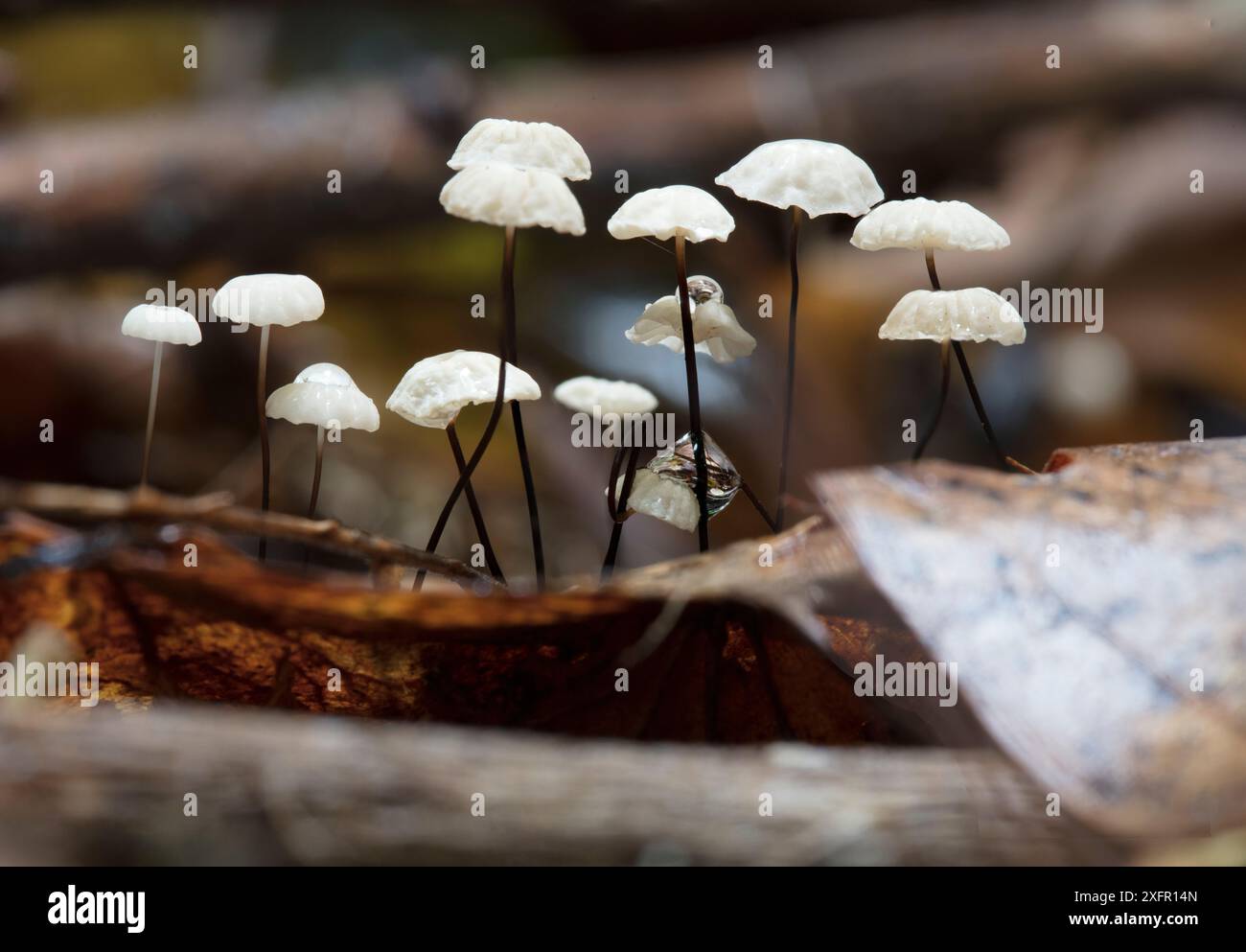 Champignon (Gymnopus quercophilus) Armentrout Preserve, Pennsylvanie, États-Unis, septembre. Banque D'Images