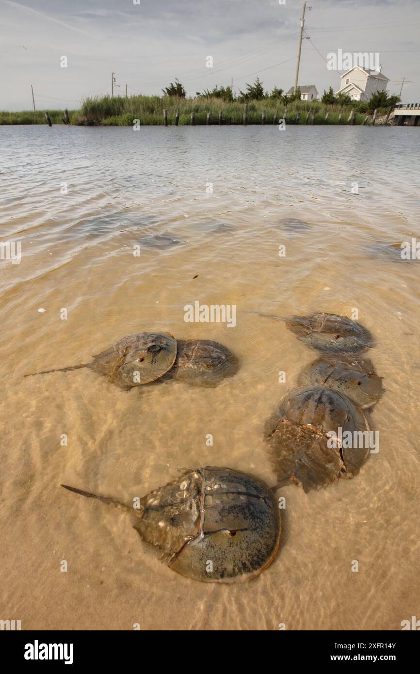 Mâles de crabe en fer à cheval (Limulus polyphemus) dans les eaux peu profondes, Delaware Bay, New Jersey, États-Unis, juillet Banque D'Images