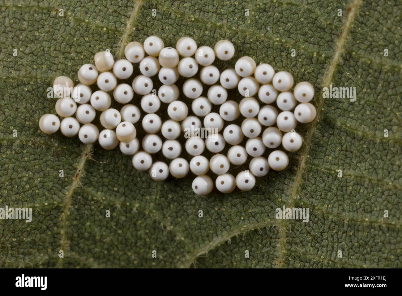 Oeufs de scies (Argidae) sur la face inférieure de la feuille de Hickory, Fort Washington State Park, Philadelphie, Pennsylavania, États-Unis. Août. Banque D'Images