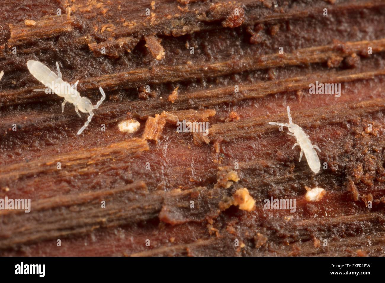 Queue de gerbe (Vertagopus pseudocinereus) dans la grume pourrie ; réserve Armentrout, comté de Montgomery, Philadelphie, Pennsylvanie, États-Unis, septembre. Banque D'Images