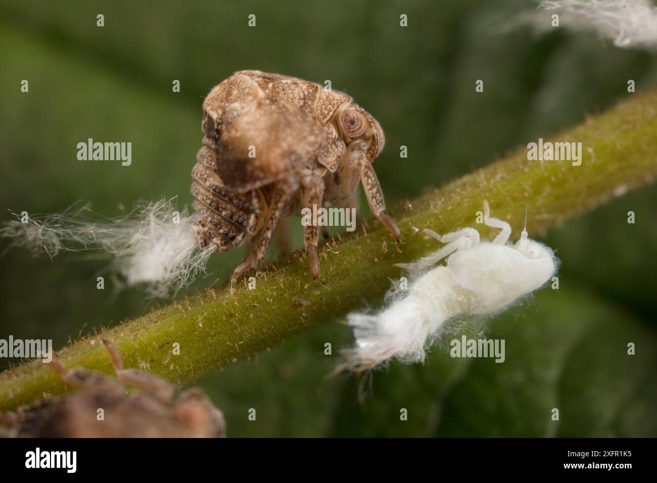 Nymphe à deux bandes (Acanalonia bivittata), réserve naturelle de four Mills, comté de Montgomery, Pennsylvanie, États-Unis, juin. Banque D'Images