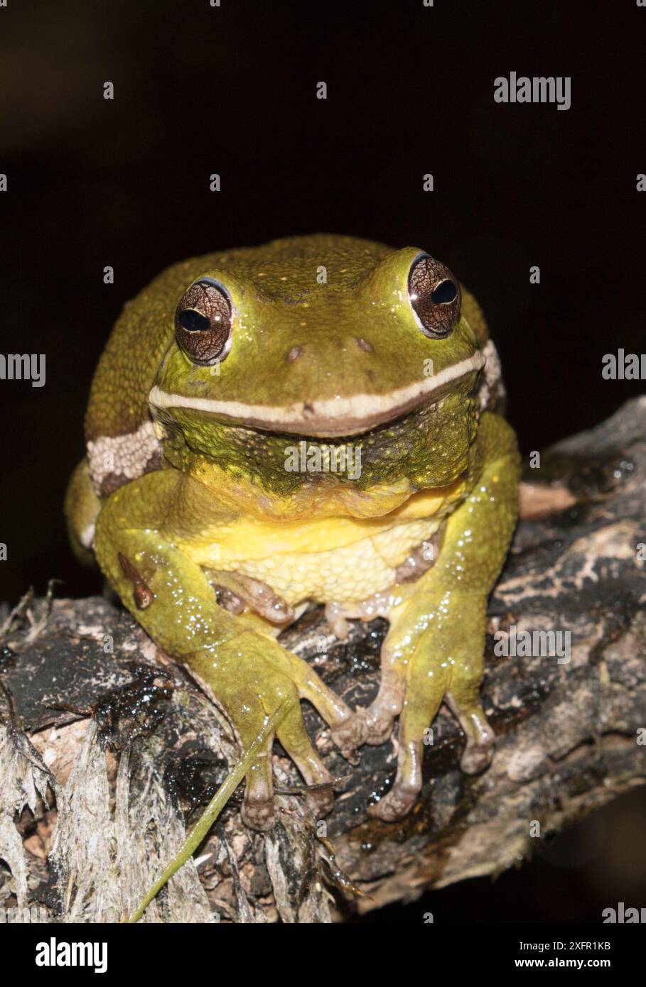 Grenouille d'arbre écorchée (Hyla gratiosa) Blackbird State Forest, Delaware, États-Unis, mai. Banque D'Images