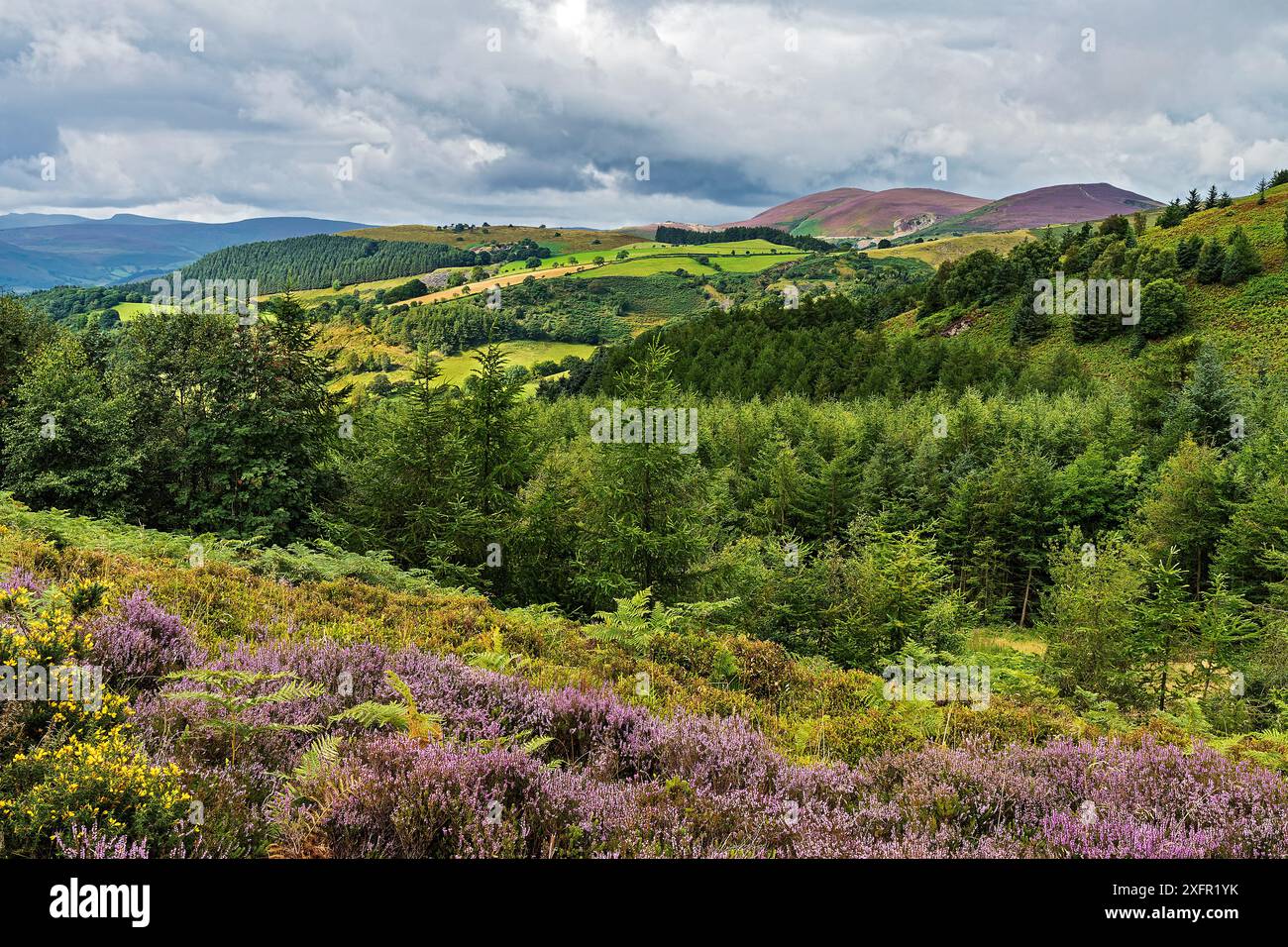 Vue vers le sud-ouest depuis les pentes de la montagne Ruabon près de Worlds End, avec les sommets de la montagne Llantysilio et de la montagne Maesyrychen sur la droite, Nord du pays de Galles, Royaume-Uni, août. Banque D'Images