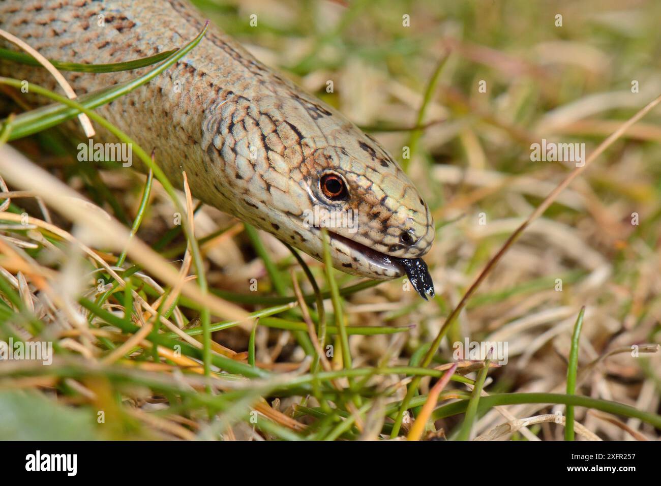 Ver lent (Anguis fragilis) se déplaçant à travers les prairies côtières, tapant sa langue pour ramasser des senteurs, Cornwall, Royaume-Uni, mai. Banque D'Images