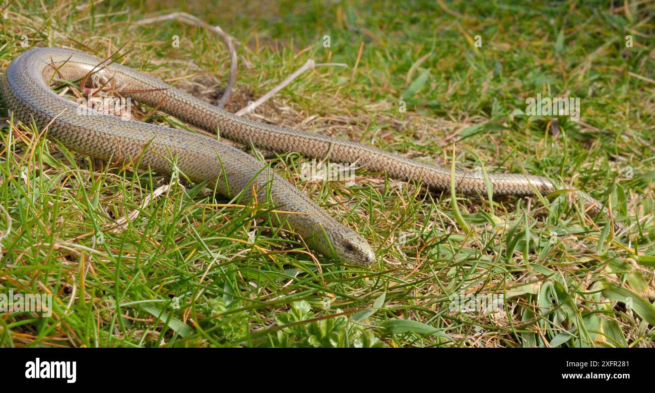 Ver lent (Anguis fragilis) sur les prairies côtières, Cornouailles, Royaume-Uni, mai. Banque D'Images