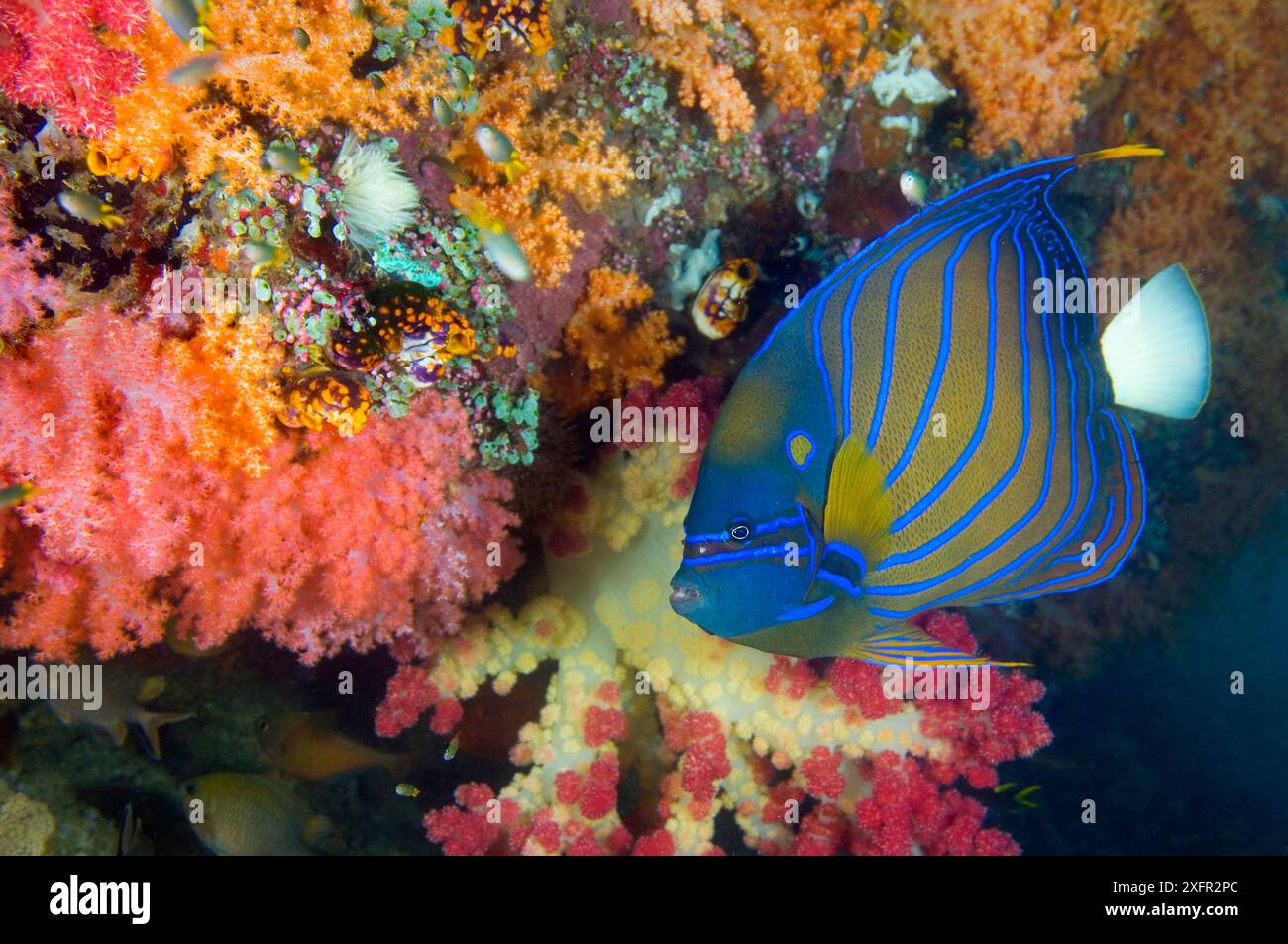 Poisson-ange bleu (Pomacanthus annularis) nageant devant des coraux mous. Baie de Triton, Kaimana, Papouasie occidentale, Indonésie. Mer d'Arafur, Océan Pacifique occidental tropical. Banque D'Images